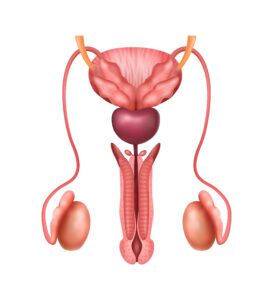 Image du système urinaire et reproducteur masculin- avec prostate
