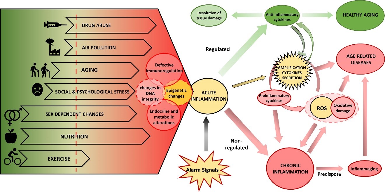 Les facteurs qui influencent l'inflammation