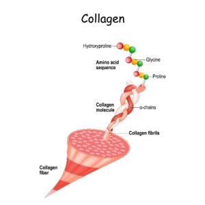 Structure du collagène