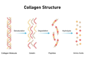 Structure du collagène