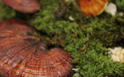 Reishi & Lion’s Mane : Deux champignons pour un meilleur sommeil et une concentration optimale